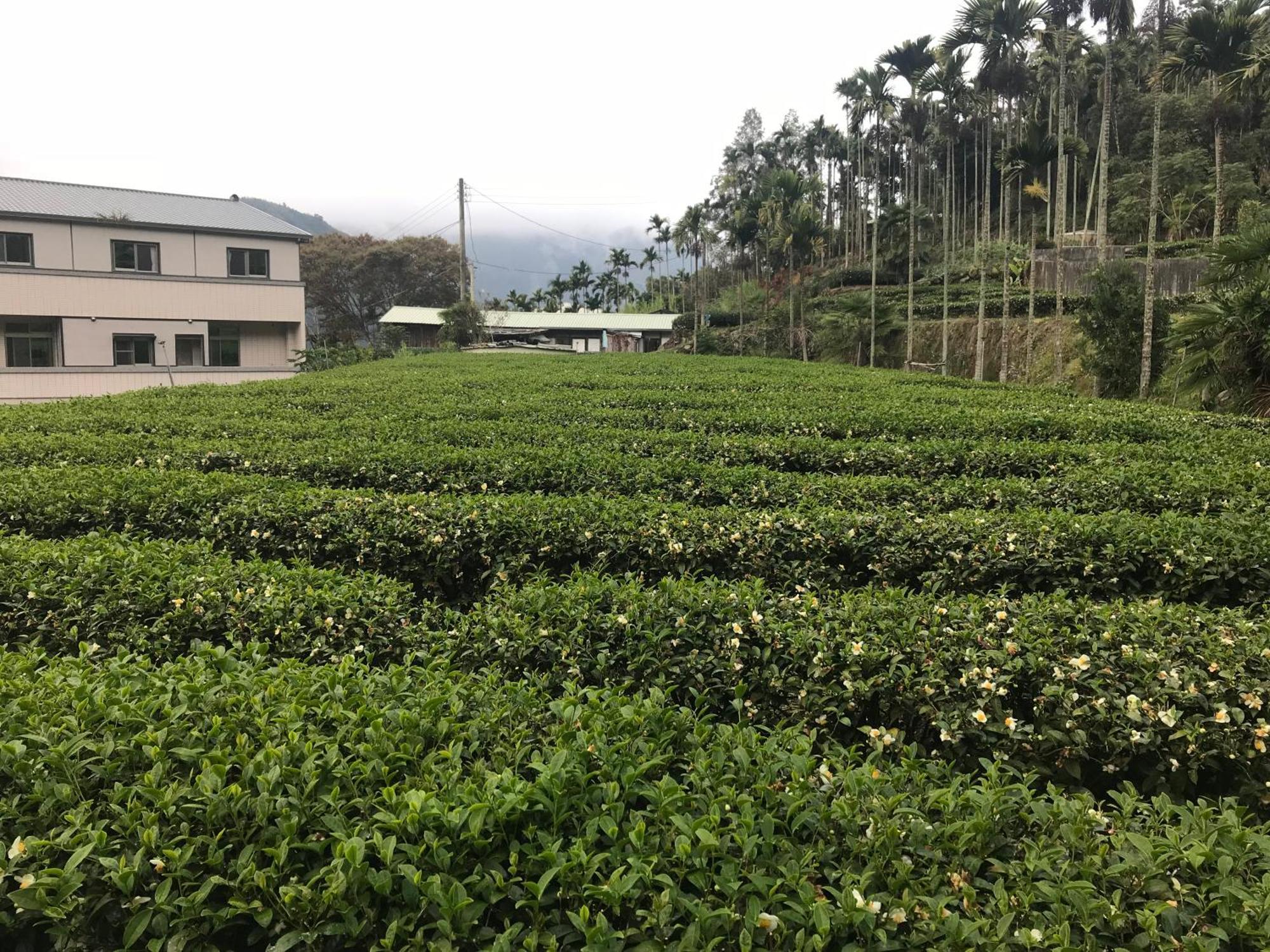 Meishan De Ren Tea Gardens 아파트 외부 사진