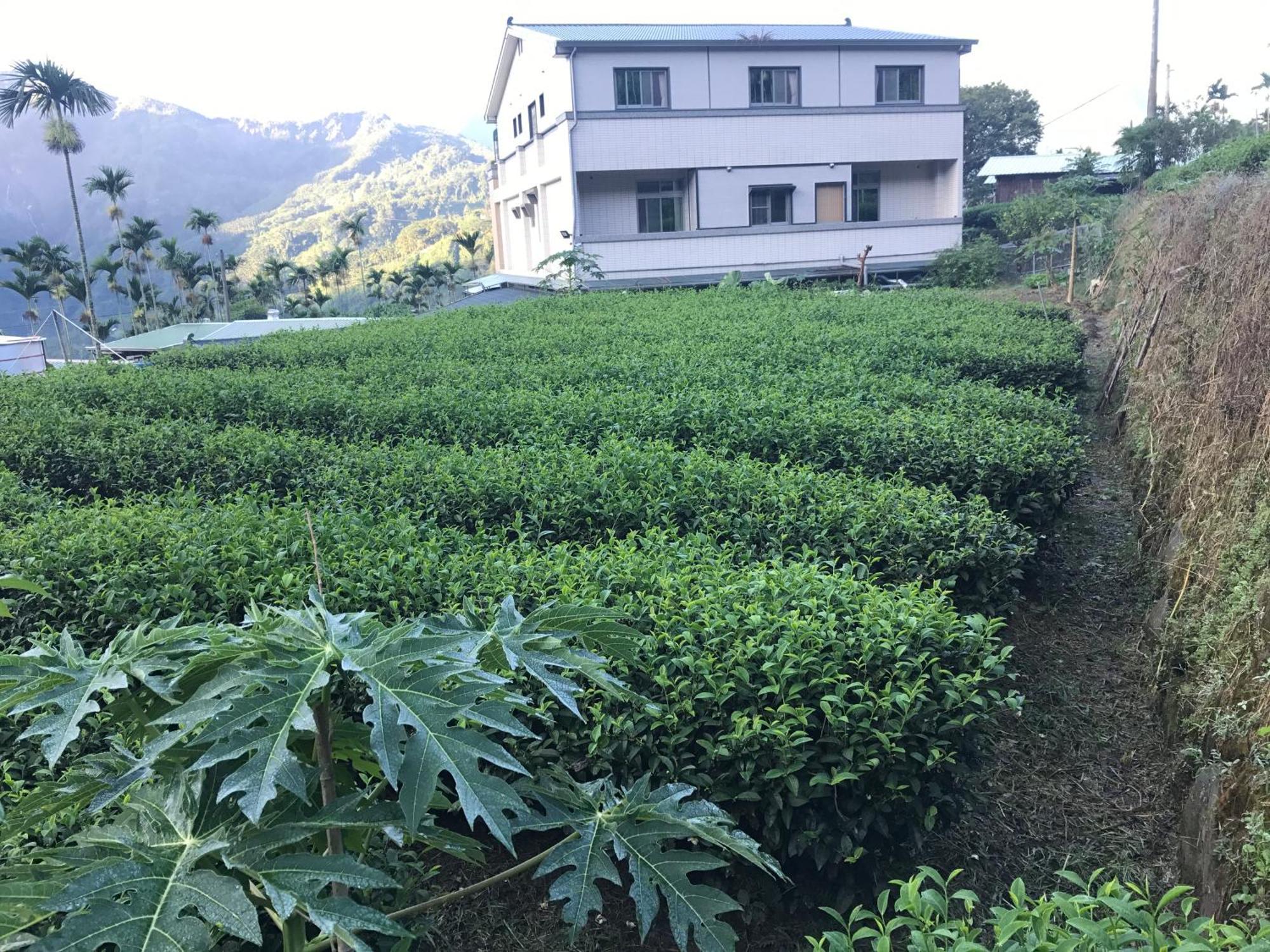 Meishan De Ren Tea Gardens 아파트 외부 사진