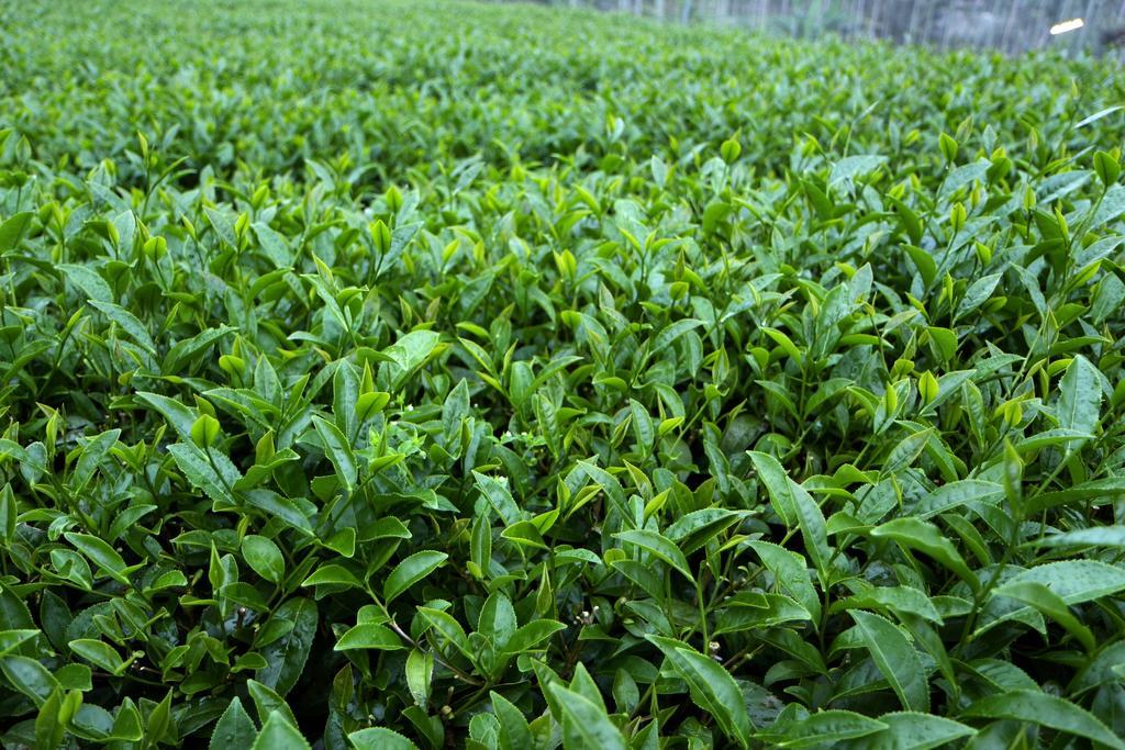 Meishan De Ren Tea Gardens 아파트 외부 사진